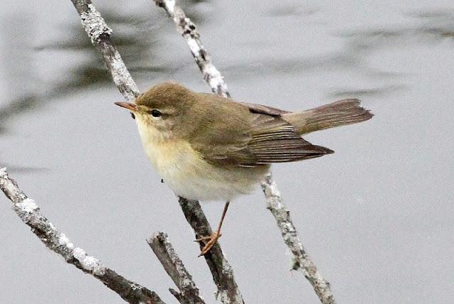 PRIMAVERA EN SALBURUA