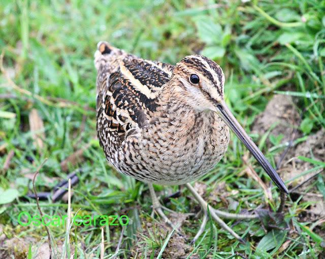PRIMAVERA EN SALBURUA