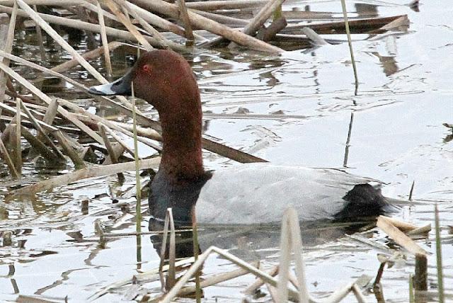 PRIMAVERA EN SALBURUA