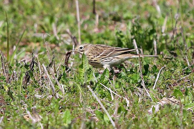 PRIMAVERA EN SALBURUA