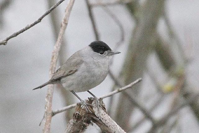 PRIMAVERA EN SALBURUA