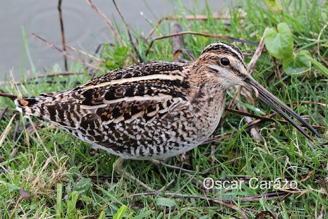 PRIMAVERA EN SALBURUA