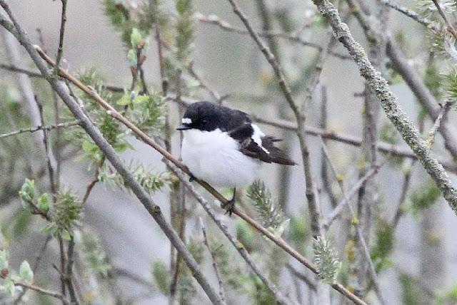 PRIMAVERA EN SALBURUA