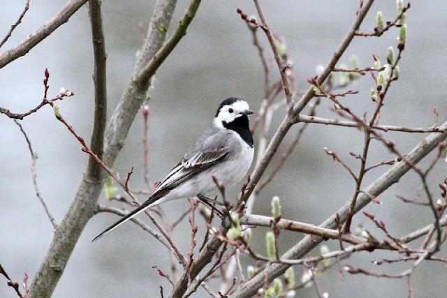 PRIMAVERA EN SALBURUA