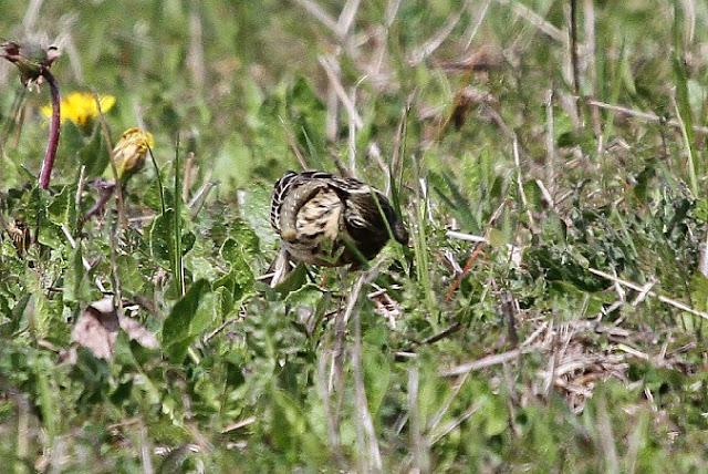 PRIMAVERA EN SALBURUA