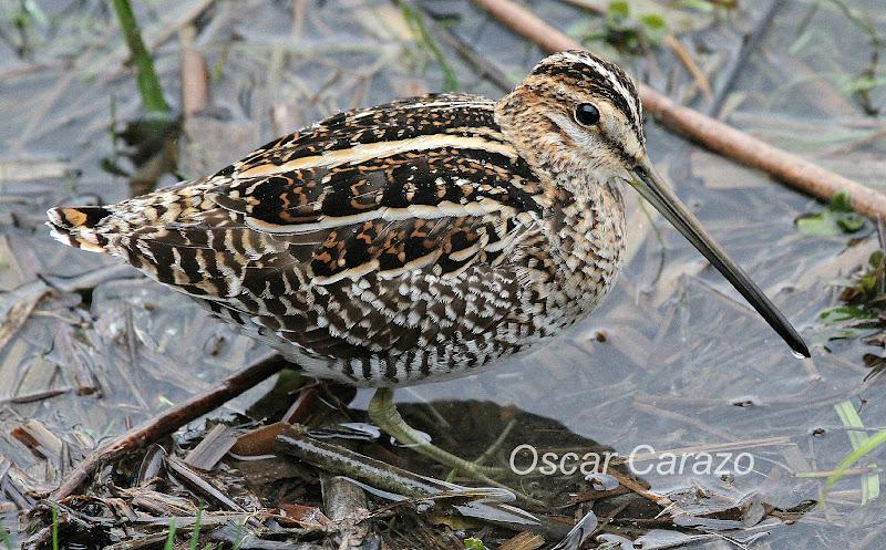 PRIMAVERA EN SALBURUA