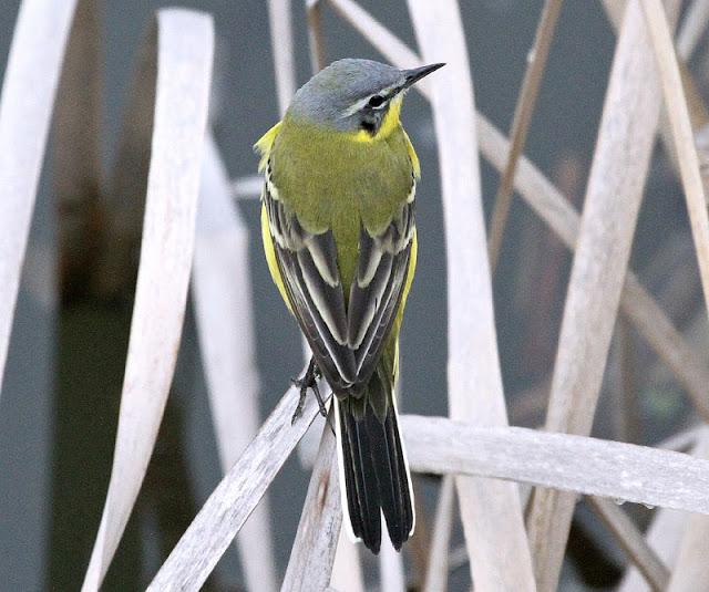 PRIMAVERA EN SALBURUA
