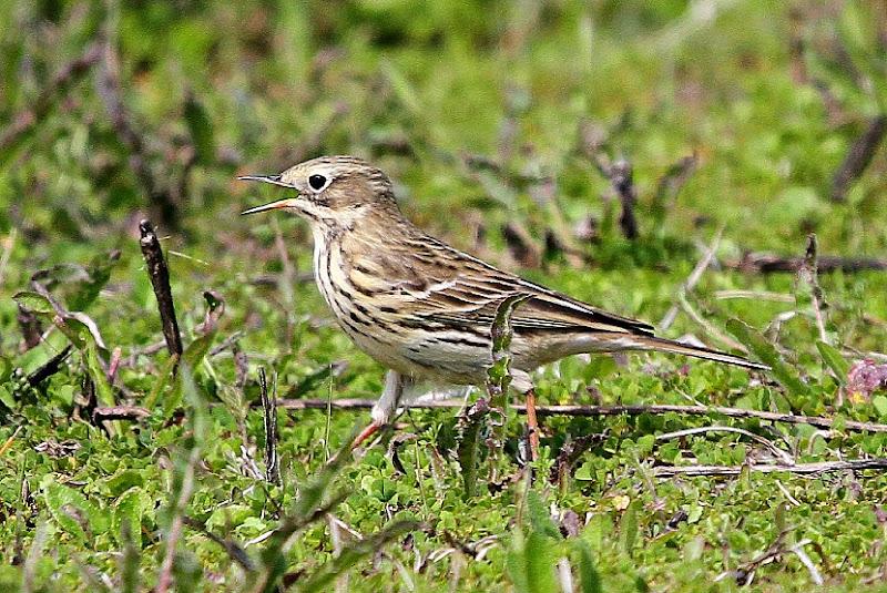 PRIMAVERA EN SALBURUA