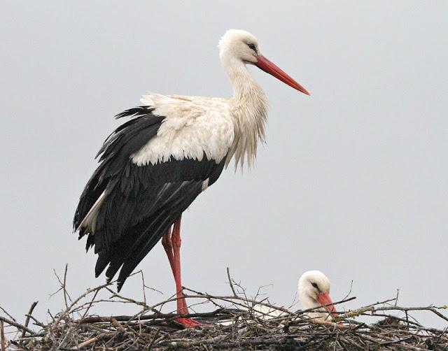 PRIMAVERA EN SALBURUA