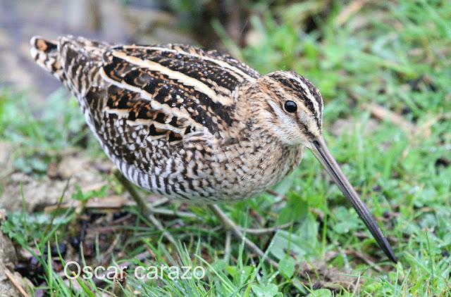 PRIMAVERA EN SALBURUA