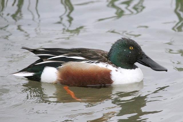 PRIMAVERA EN SALBURUA