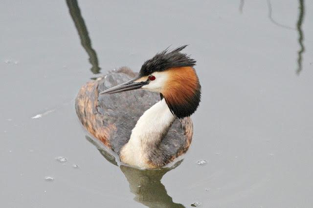 PRIMAVERA EN SALBURUA