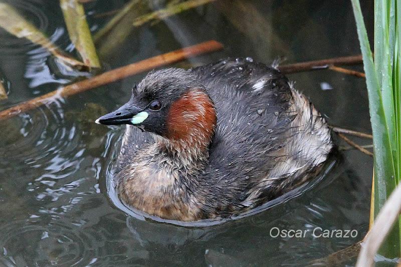 PRIMAVERA EN SALBURUA