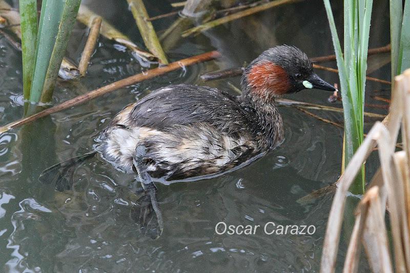 PRIMAVERA EN SALBURUA