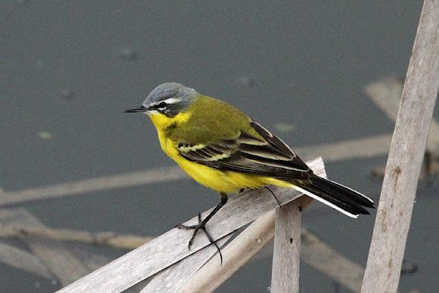 PRIMAVERA EN SALBURUA