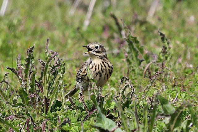 PRIMAVERA EN SALBURUA
