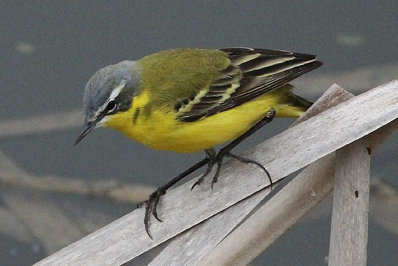 PRIMAVERA EN SALBURUA