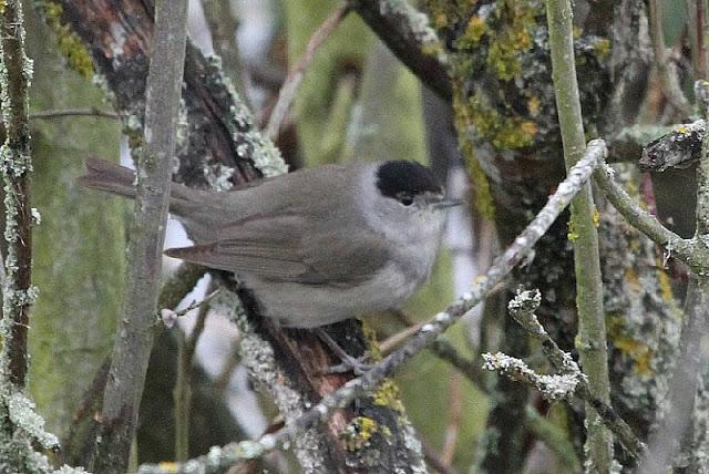 PRIMAVERA EN SALBURUA