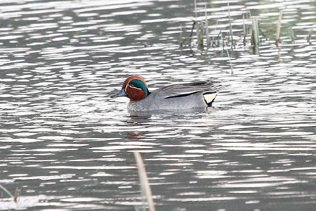 PRIMAVERA EN SALBURUA