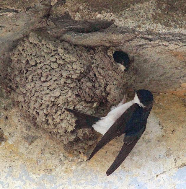 Semana santa en Las landas II