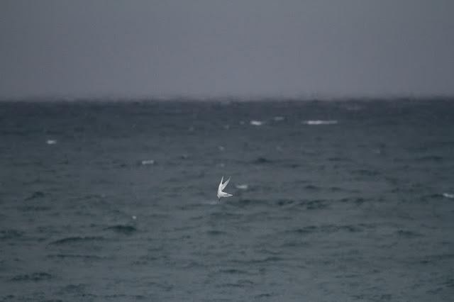 Semana santa en Las landas II