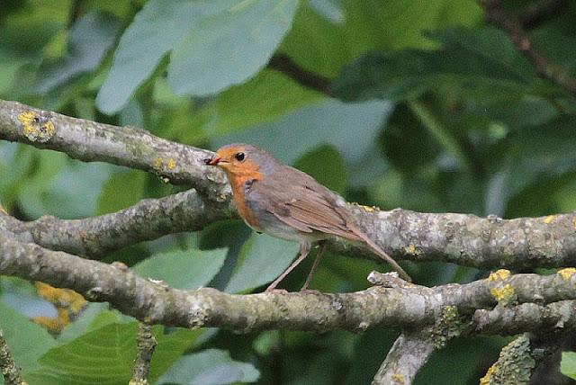 Semana santa en Las landas II