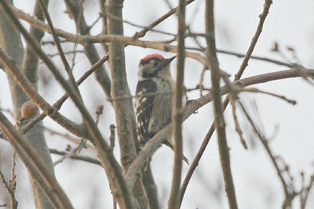 Semana santa en Las landas II