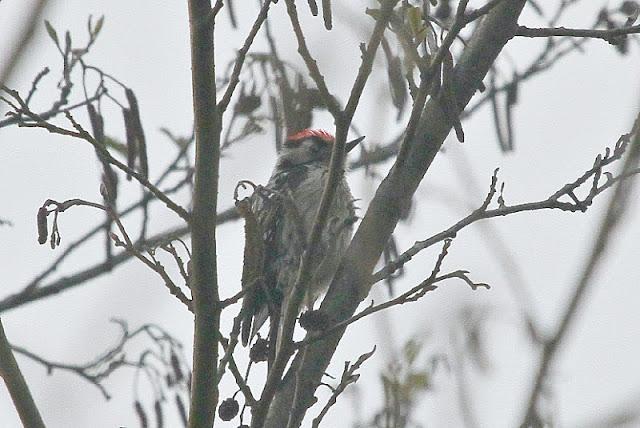 Semana santa en Las landas II