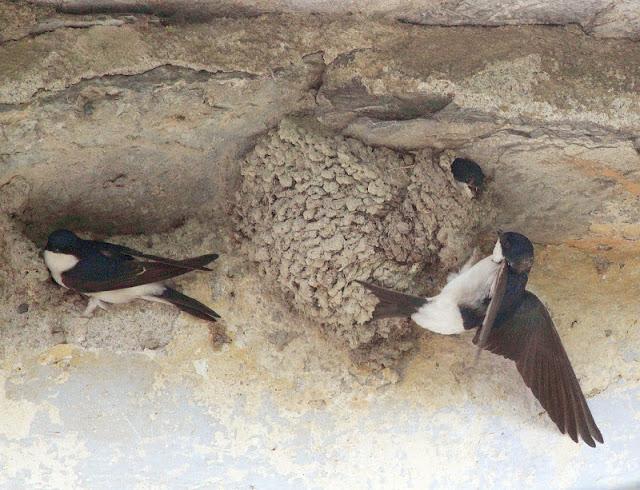 Semana santa en Las landas II