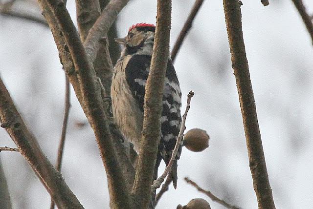 Semana santa en Las landas II