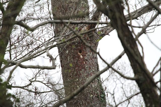 Semana santa en Las landas II