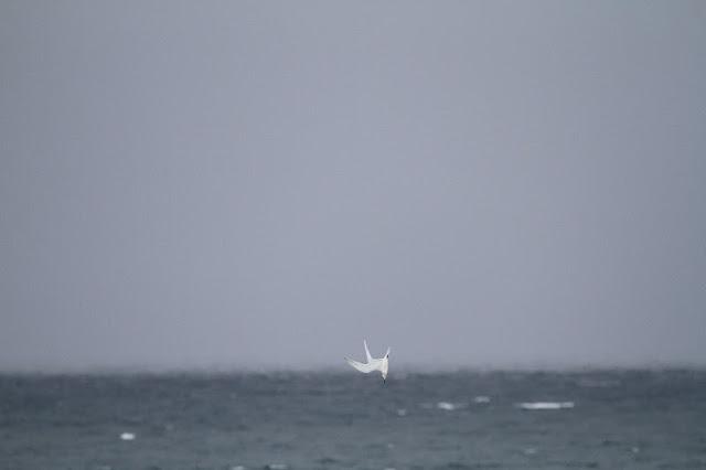 Semana santa en Las landas II