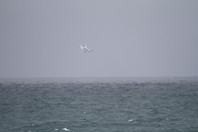 Semana santa en Las landas II