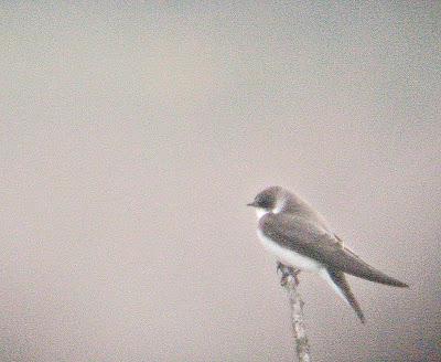 Semana santa en Las landas II