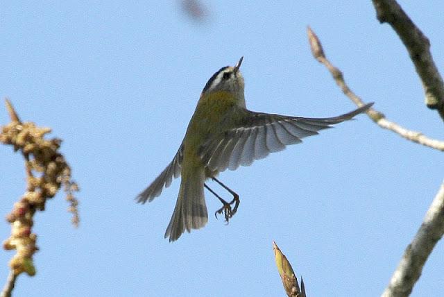 Semana santa en Las landas II