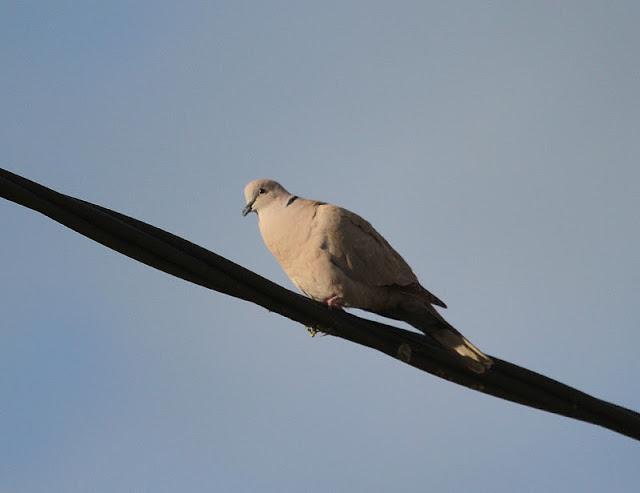 Semana santa en Las landas II