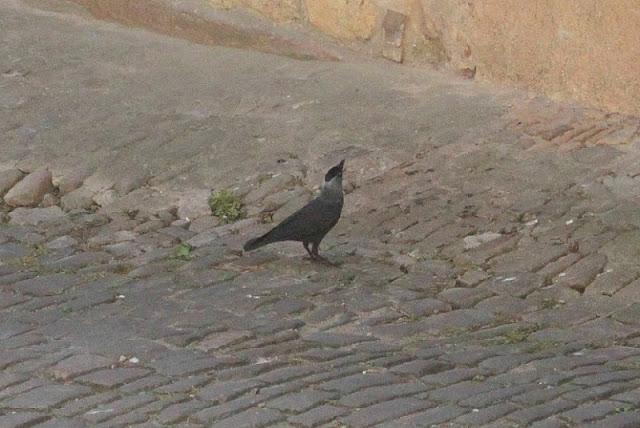 Semana santa en Las landas II