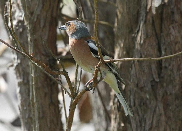 Semana santa en Las landas