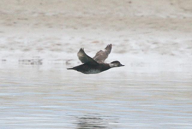 La  VISITA  DE DAVID