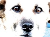 Vida perros