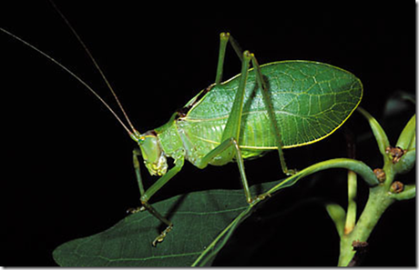 katydid