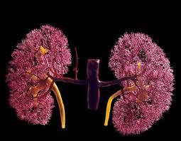 Trasplante de riñón, la mejor opción