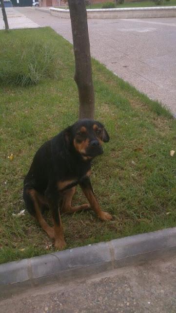 ROTWAILER HEMBRA EN LA CALLE, SE LA LLEVA LA PERRERA. (HUELVA)