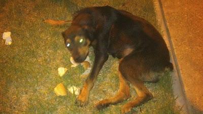 ROTWAILER HEMBRA EN LA CALLE, SE LA LLEVA LA PERRERA. (HUELVA)