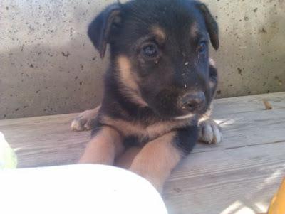 DORA Y BOTAS, dos cachorritos de pastor alemán, rescatados del río.