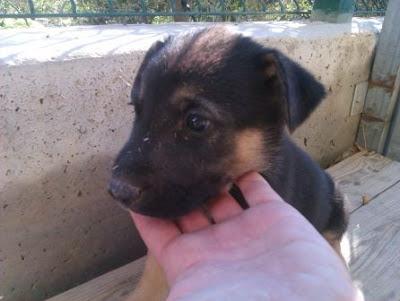 DORA Y BOTAS, dos cachorritos de pastor alemán, rescatados del río.