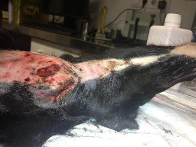 Max, cachorrito de galgo encontrado con el cuello totalmente destrozado.