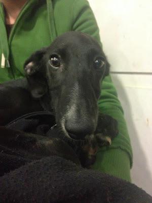 Max, cachorrito de galgo encontrado con el cuello totalmente destrozado.