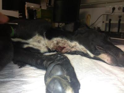 Max, cachorrito de galgo encontrado con el cuello totalmente destrozado.