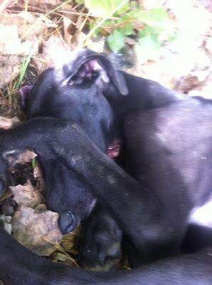 Max, cachorrito de galgo encontrado con el cuello totalmente destrozado.